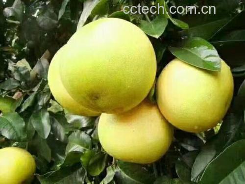 安江蜜柚果实特写