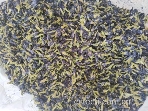 蜜柚茉莉花茶成品展示