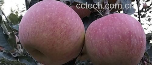 烤制完成的嘎啦苹果成品图