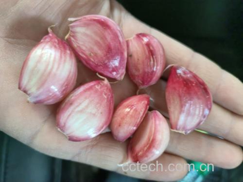 紫菜苔翻炒过程