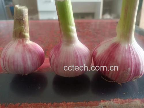 紫菜苔食材展示