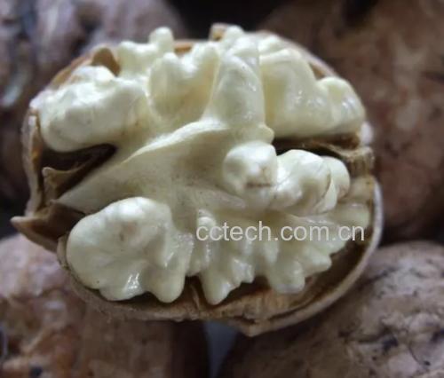 自然晾晒青皮核桃