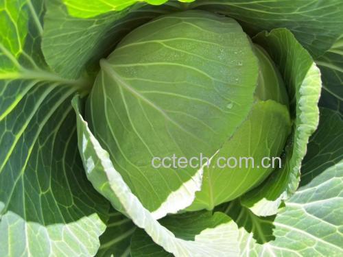 皱叶甘蓝菜的外观特写