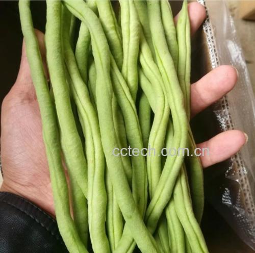 无筋豆与筋豆对比图