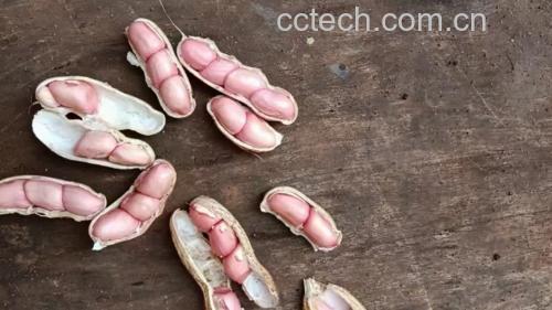 木瓜果皮提取壳寡糖实验图
