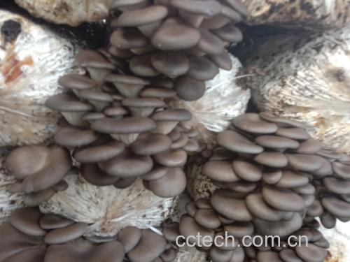 平菇的形态与生长环境