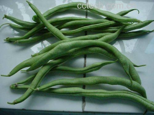 四季豆清炒过程图