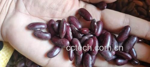 泡发好的蚕豆特写