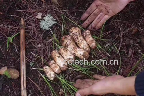 新鲜松茸实物图