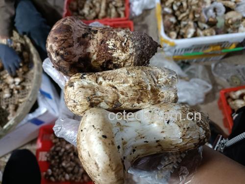 松茸在油锅中炸制的过程