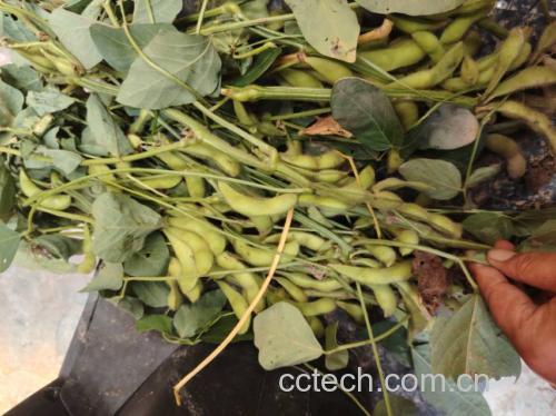 大豆棉与豆荚结构图