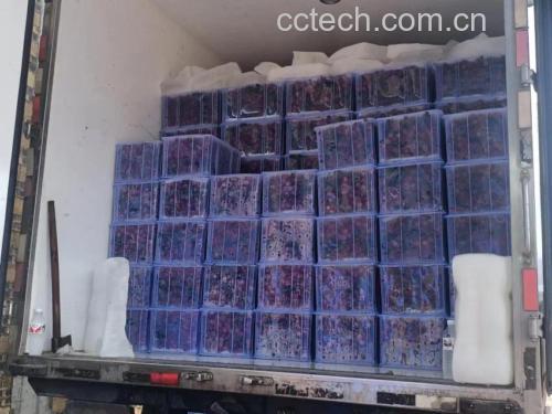 桂味荔枝冷链运输过程