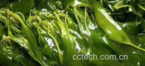 海带豆芽凉拌成品图