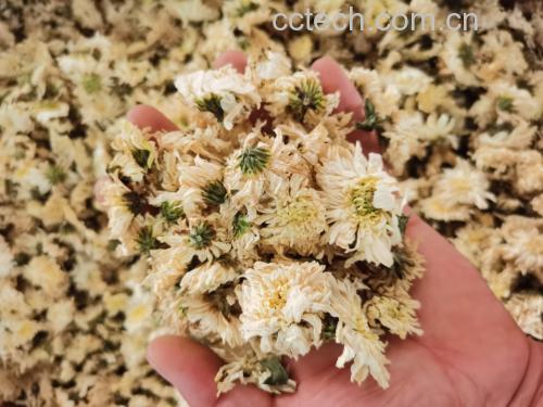 菊花加柠檬加枸杞茶成品图