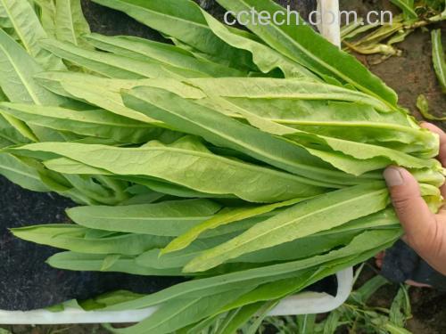 豆豉油麦菜食材准备图