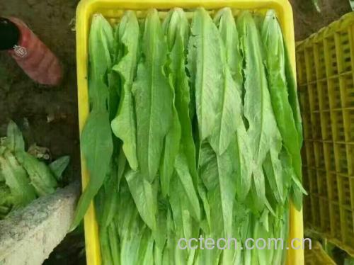 豆豉油麦菜成品图