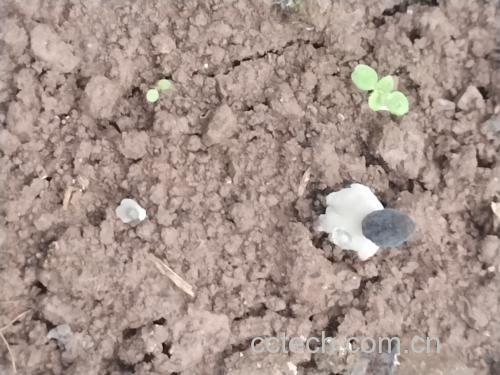 羊肚菌冷水泡发过程