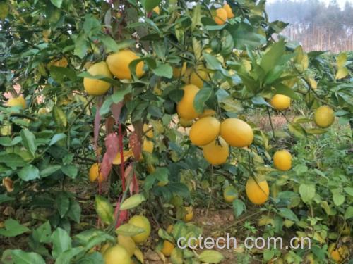 柠檬树与果实
