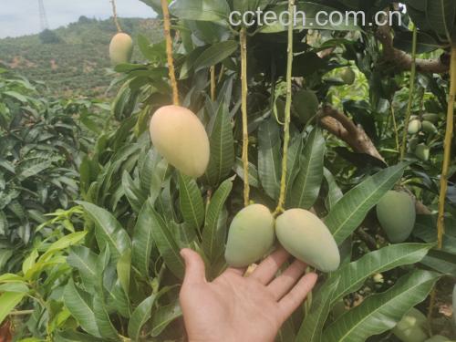 芒果品种与重量对照图