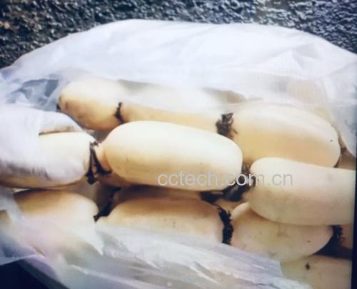 新鲜莲藕实物图