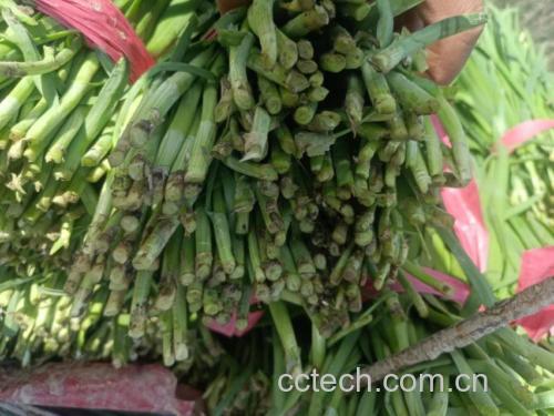 地龙与韭菜搭配的药膳成品图