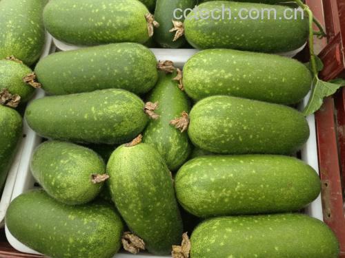 冬瓜与丝瓜制作的夏季凉菜图