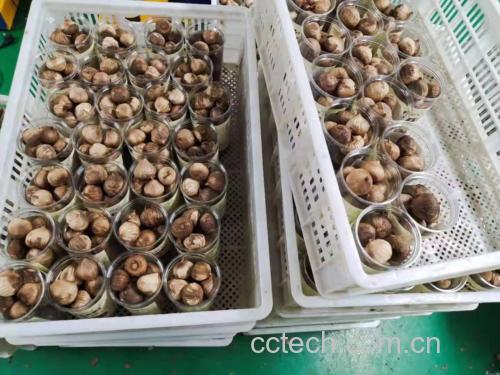 黑大蒜成品展示:黑蒜与黑蒜酱