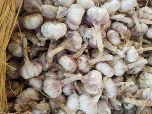 黑大蒜制作步骤一:清洗并晾干新鲜大蒜