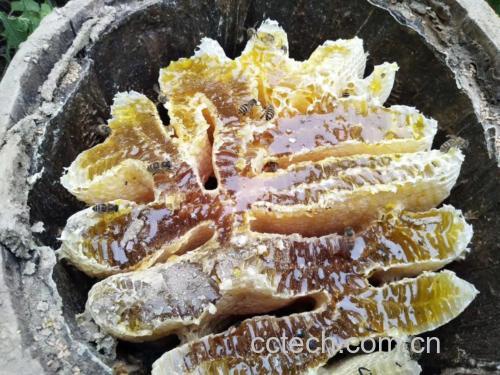 蜜蜂能否食用