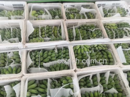 李子与芭蕉并列摆放图