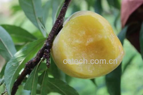 黑李子与禁忌食材对比图