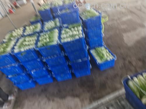 油菜冷藏前处理过程