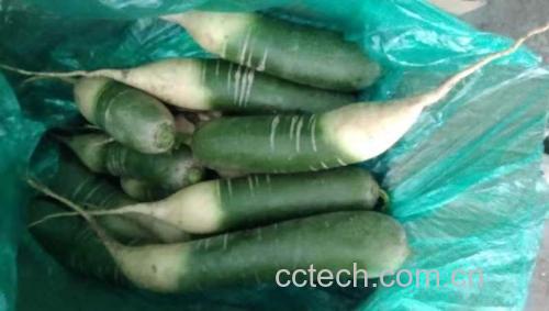 不同萝卜品种对比图