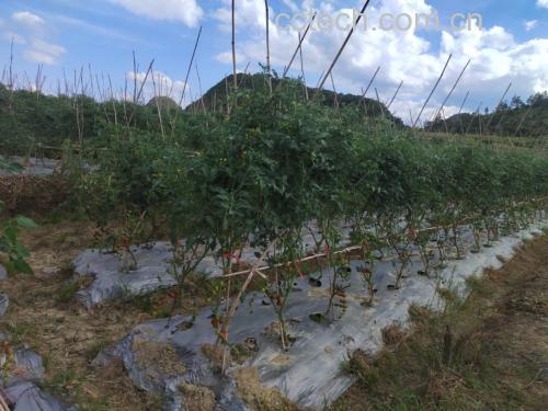 圣女果存放于通风篮中的示意图