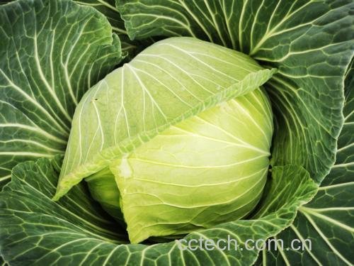 羽衣甘蓝在阳光下新鲜翠绿的叶片特写