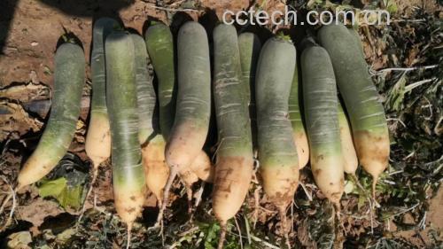胡萝卜的外观与营养价值展示