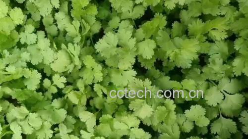 香菜植株与叶片特写