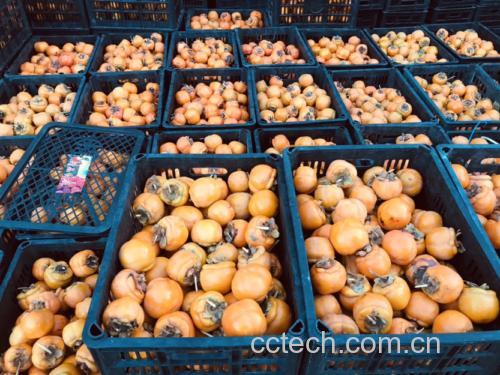 超市货架上的多种橙子产品对比图