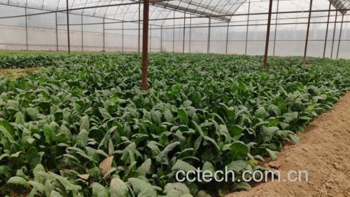 菠菜与大白菜的烹饪方式对比图
