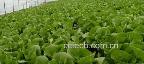 包饺子用的白菜选择