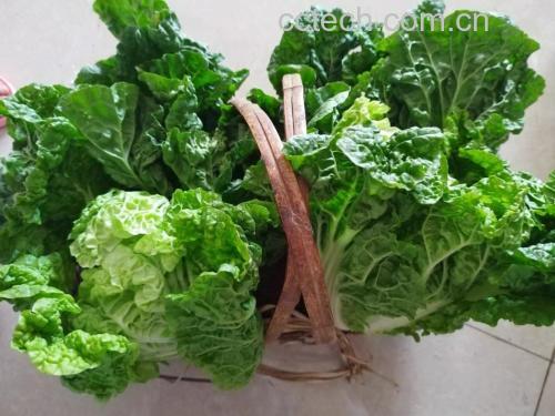 炒好的青麻叶白菜成品图