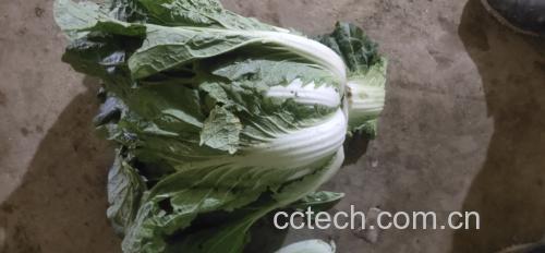 白菜烹饪方式对比图