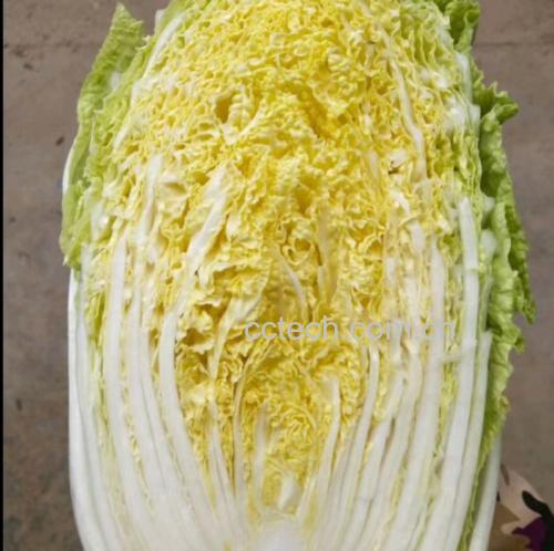 白菜与血糖关系总结图示