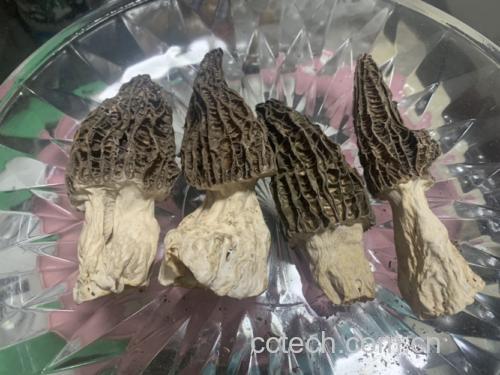 野生菌煸炒出水过程展示