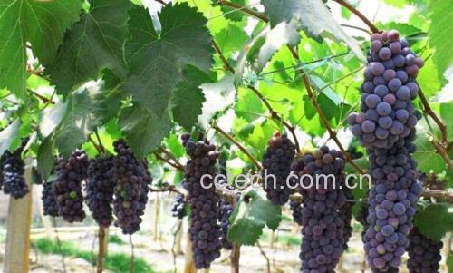 葡萄园丰收景象