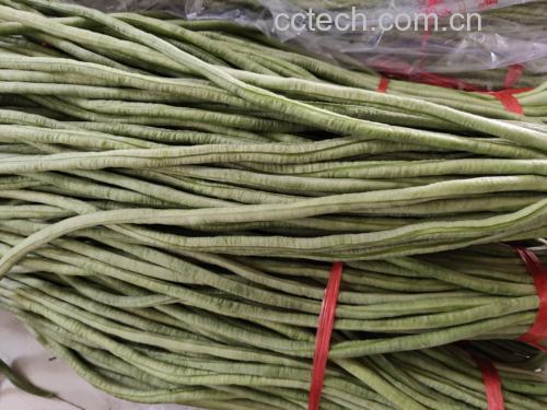 新鲜采摘的豆角特写