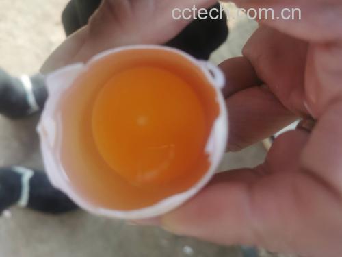 煮熟的坏鸡蛋与好鸡蛋对比图