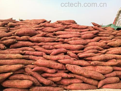 板栗和红薯切片展示