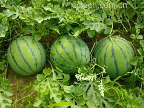 西瓜种植过程