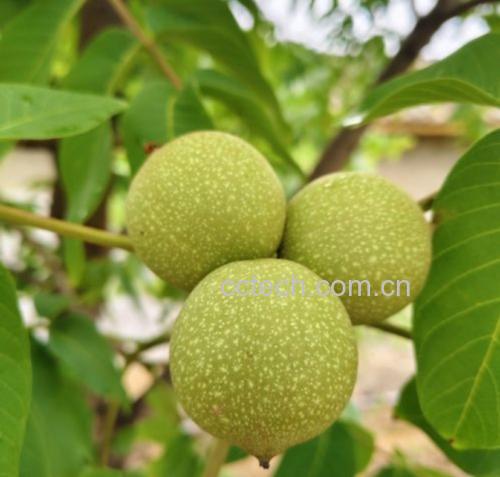 核桃树与果实
